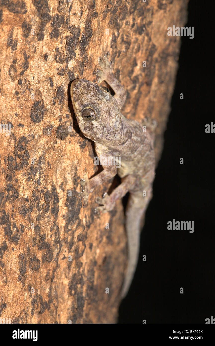 Bild von einem Moreau tropischen Haus Gecko auf einem Baum Stockfoto