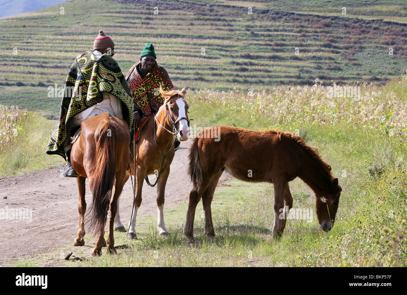 einheimische Männer reiten Horsees auf einer staubigen Straße im Hochland von Lesotho Stockfoto