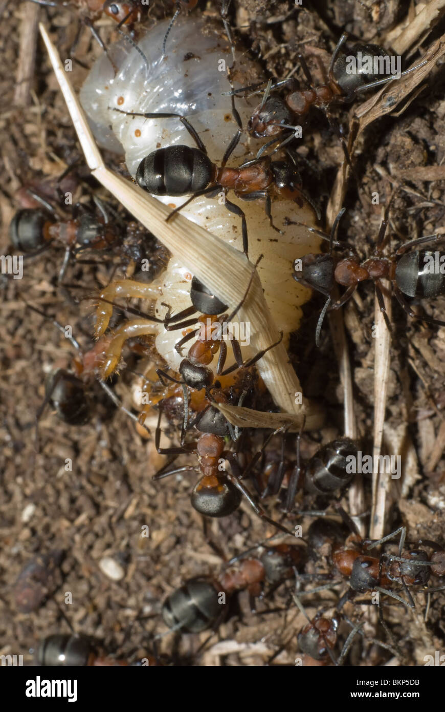 Ameisen töten den grub Stockfotografie - Alamy