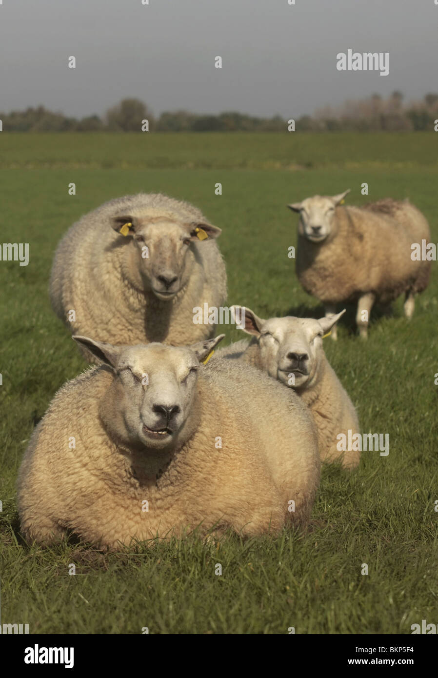 Staande Foto van Vier Schapen in Een Weiland; Stehende Bild von vier Schafe auf einer Wiese Stockfoto