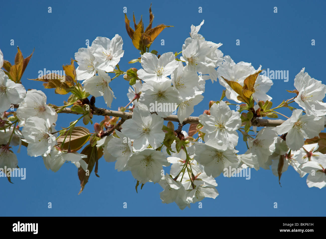 Große weiße Kirschblüte Prunus Tai Haku Stockfoto