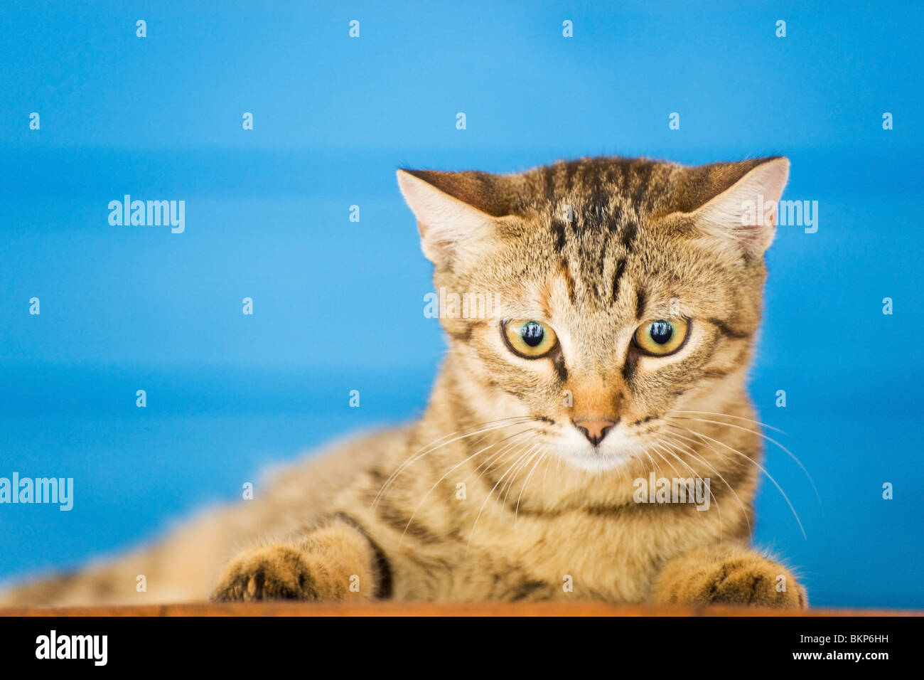 Süße griechische Katze mit Streifen für blauen Hintergrund Stockfoto