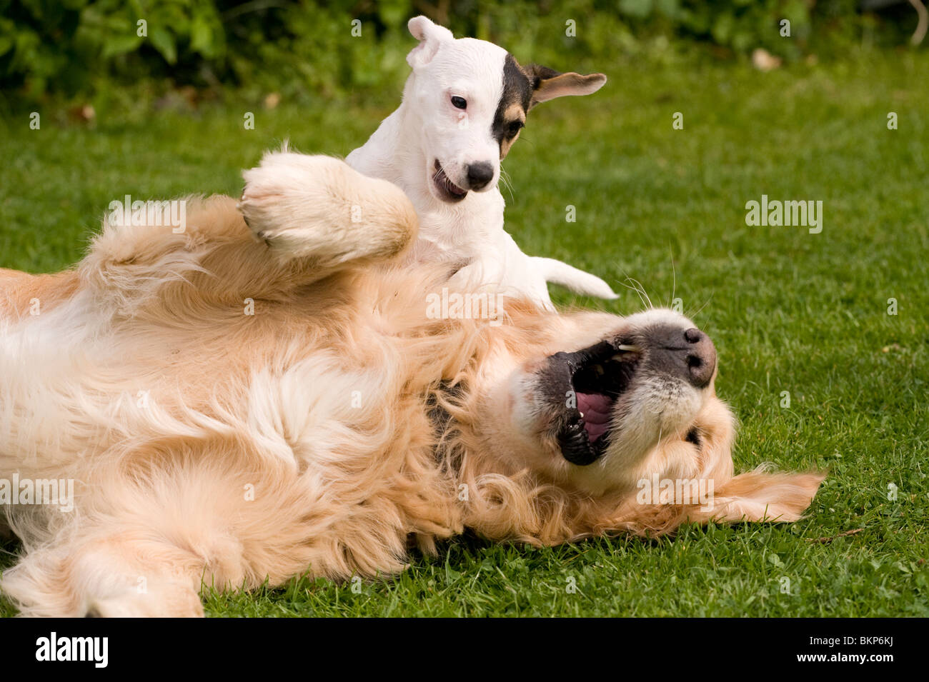 Ein Golden Retriever mit seiner kleinen Tasche Jack Russell Terrier Freund spielen Stockfoto