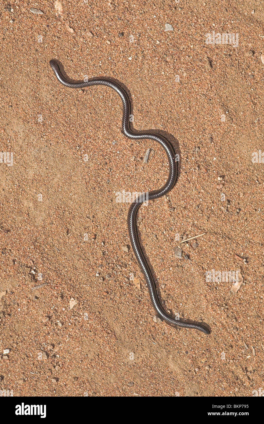 Foto einer Thread-Schlange, das sind die kleinsten Schlangen der Welt Stockfoto