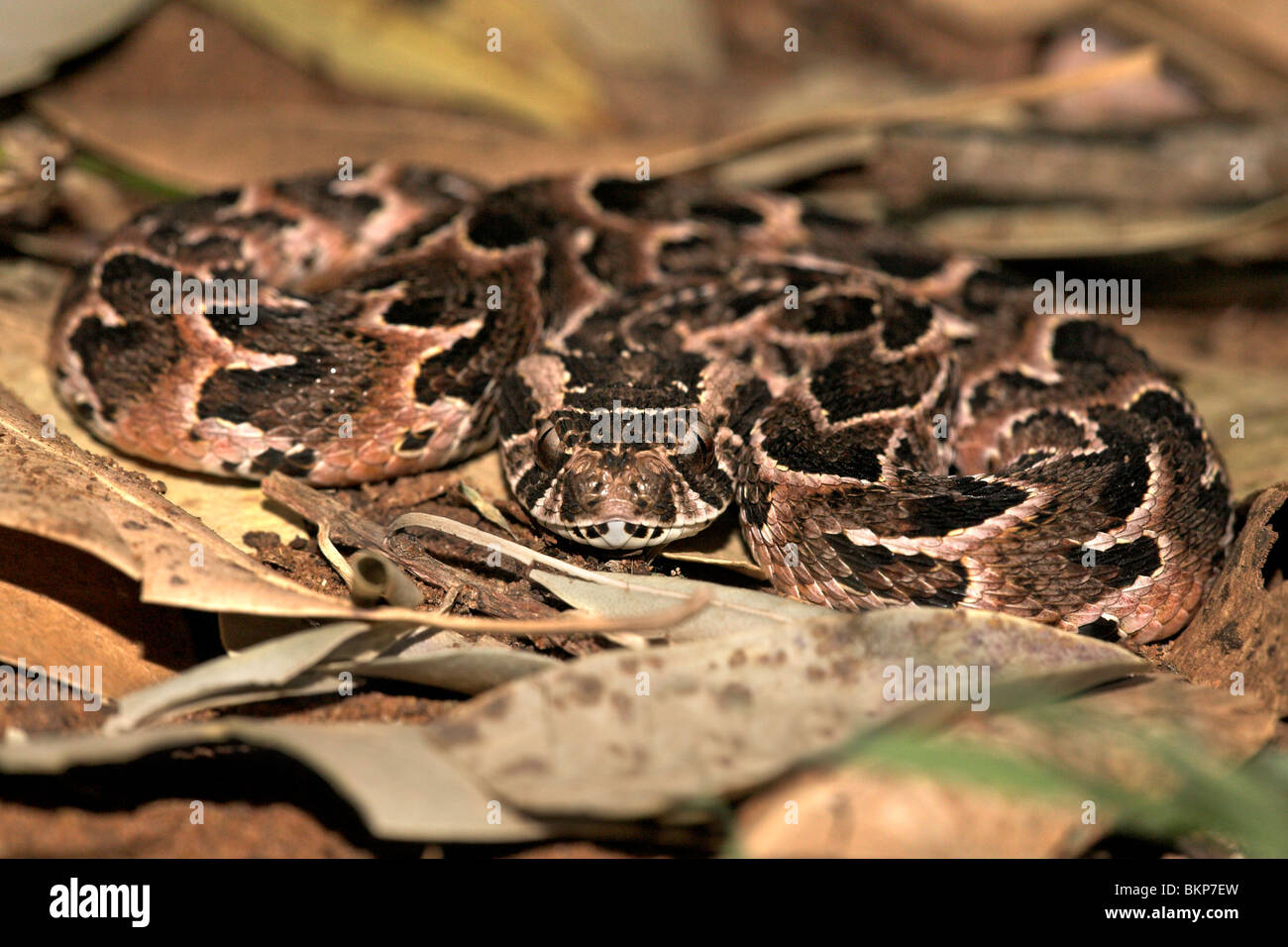 Die hoch giftigen Blätterteig-Addierer (Bitis Arietans) ist verantwortlich für die höchste Anzahl an tödlichen Schlangenbisse in Afrika Stockfoto
