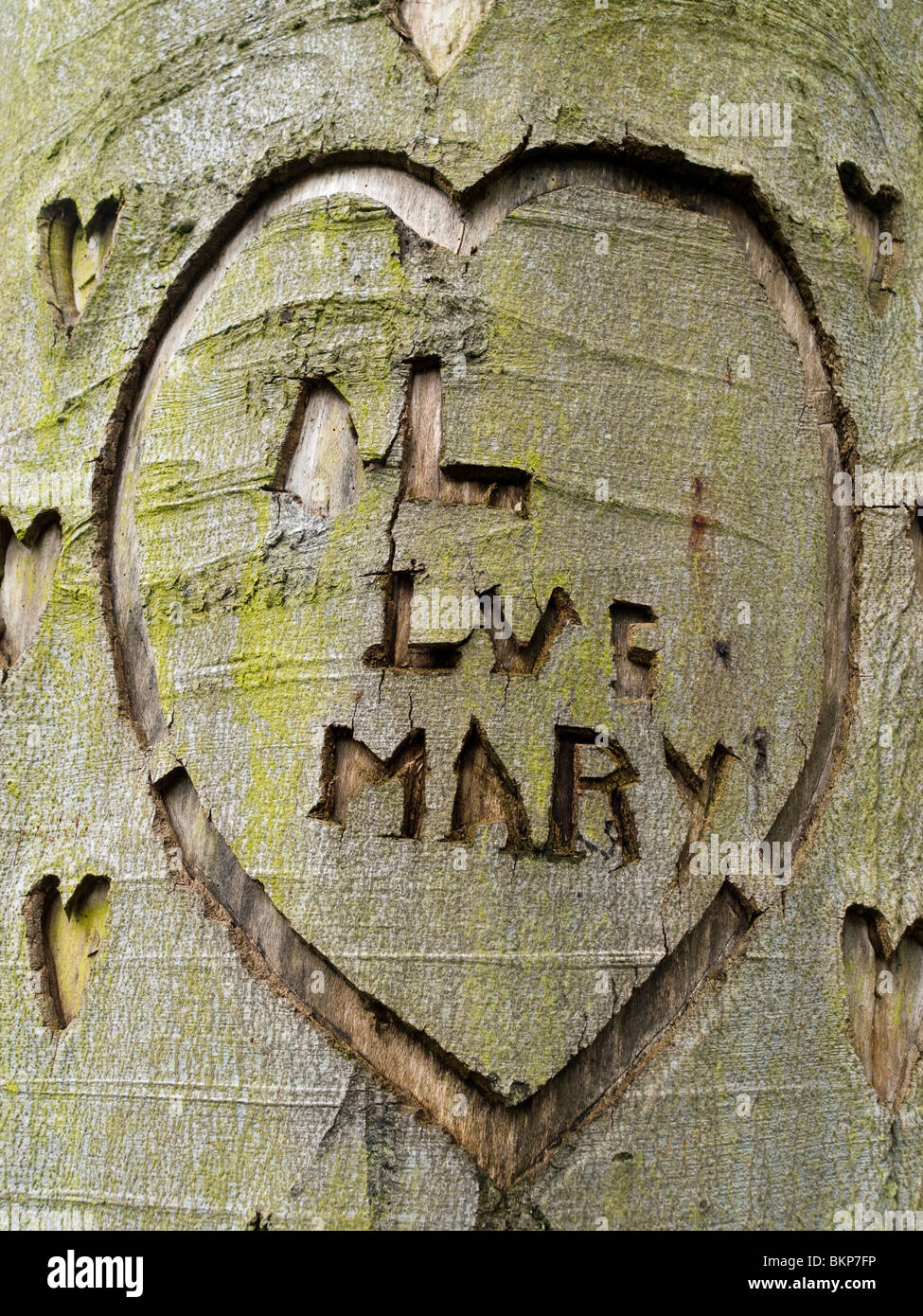 Ein Herz der Liebe in einen Baum geschnitzt Derbyshire England UK Stockfoto