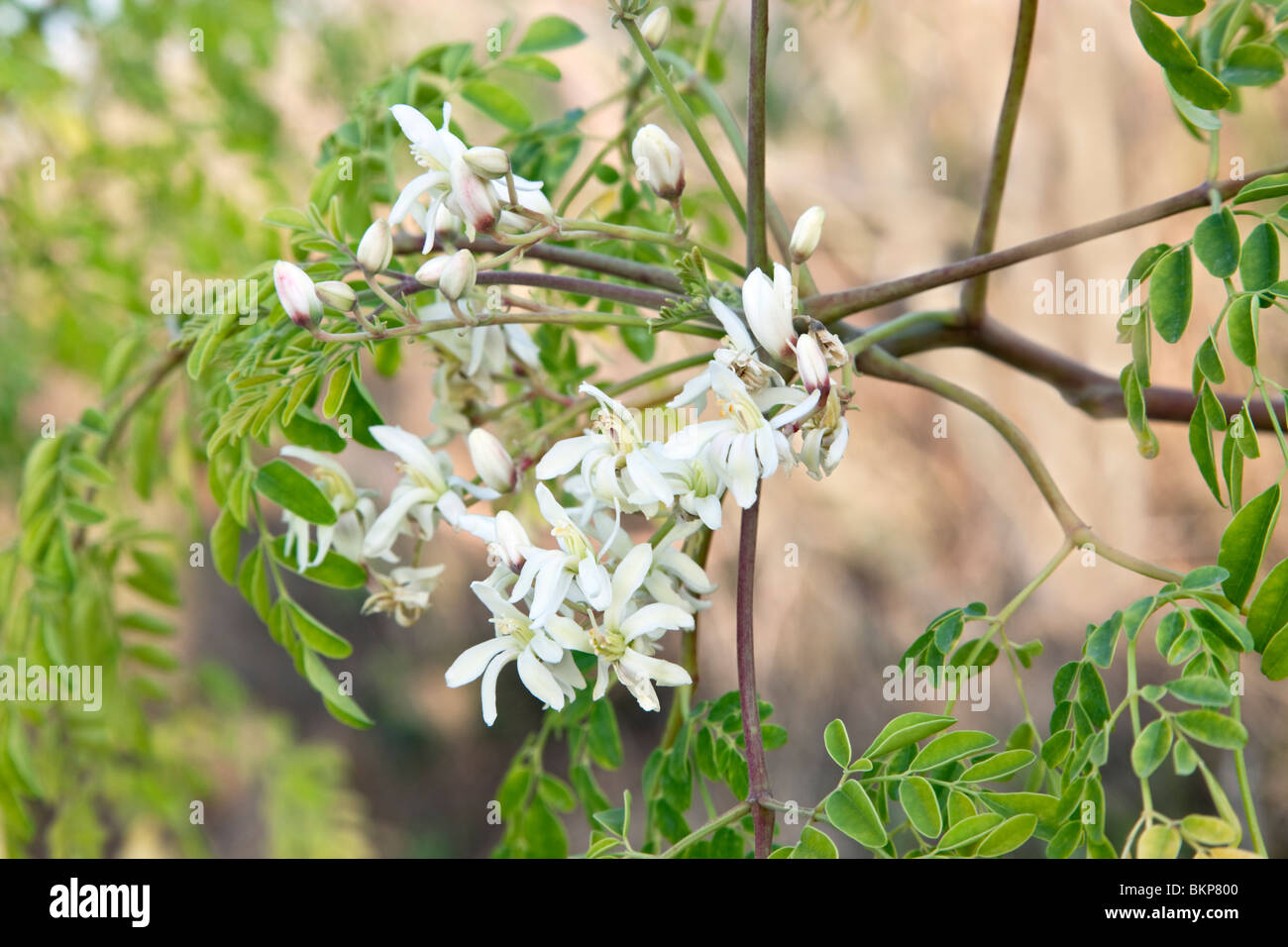 Blumen des Baums Moringa "Moringa Oleifera". Stockfoto