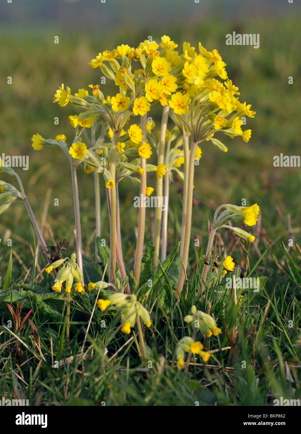 Falsche Schlüsselblume - Primula X polyantha hybride Schlüsselblume & Primel, ganze Pflanze erschossen Stockfoto