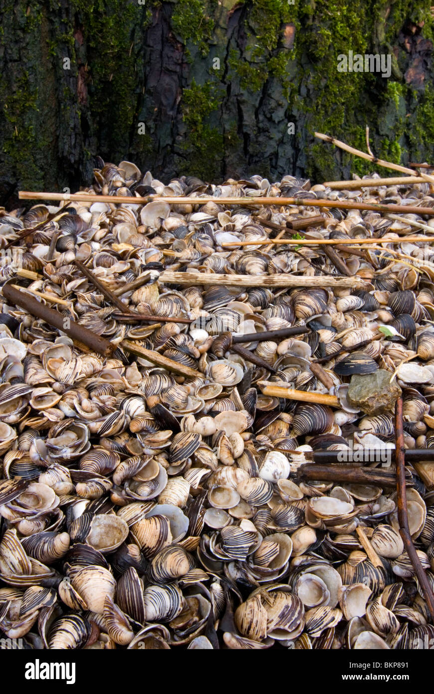 Massaal Aangespoelde Aziatische Korfmossels; Asiatischen Muscheln angespült in einem Gezeiten-Wald Stockfoto
