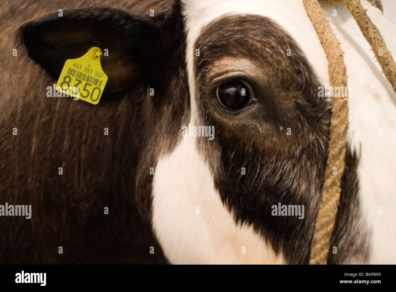 Stier Herman de Eerste Niet-Menselijke Zoogdier traf Menselijke DNA Opgezet in Naturalis; Stier Herman das erste nicht-menschlichen Säugetier mit menschlicher DNA und erste GE Tier auf Exibit in einem niederländischen museum Stockfoto