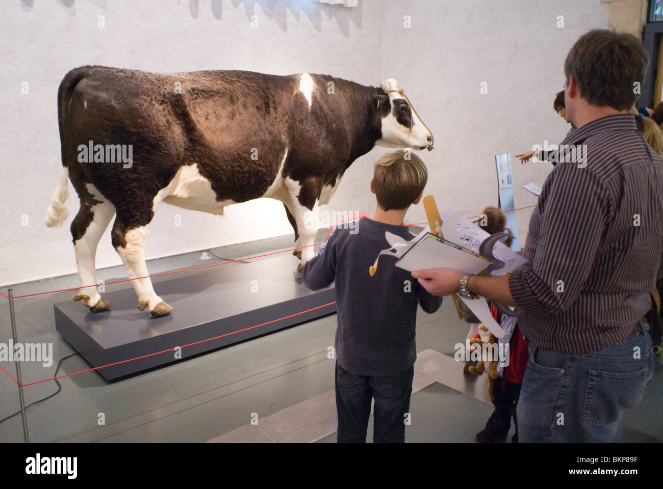 Stier Herman de Eerste Niet-Menselijke Zoogdier traf Menselijke DNA Opgezet in Naturalis; Stier Herman das erste nicht-menschlichen Säugetier mit menschlicher DNA und erste GE Tier auf Exibit in einem niederländischen museum Stockfoto