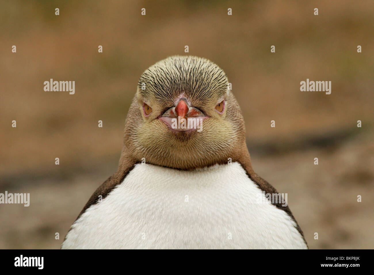 Portret von Erwachsenen Yellow-eyed Penguin; Portret van Volwassen geeloogpinguin Stockfoto