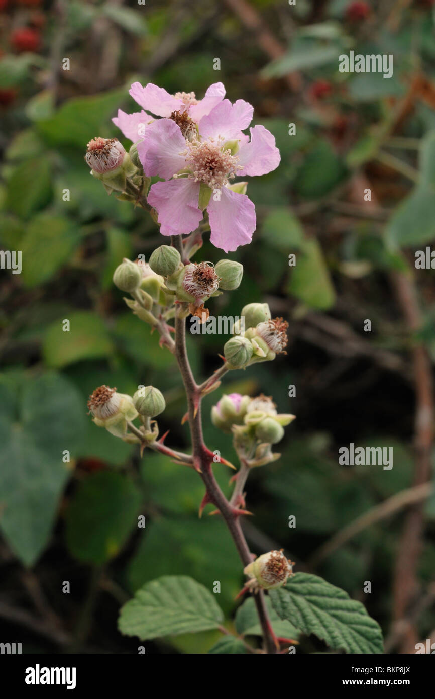 Braam Bloemen; BlackBerry-Blumen Stockfoto