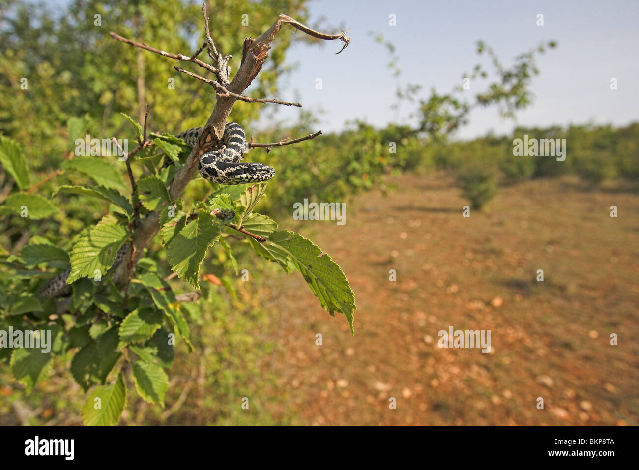 Foto einer juvenilen Fourlined Schlange im Baum in seiner Umgebung Stockfoto