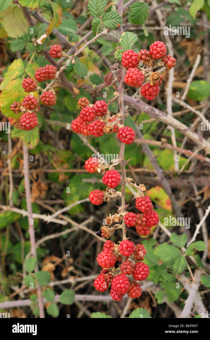 Braam Vruchten; Brombeeren Stockfoto