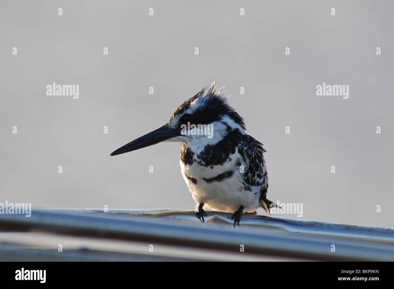 Pied Kingfisher Ceryle Rudis sitzen auf dem Dach eines metallischen Bootes Stockfoto