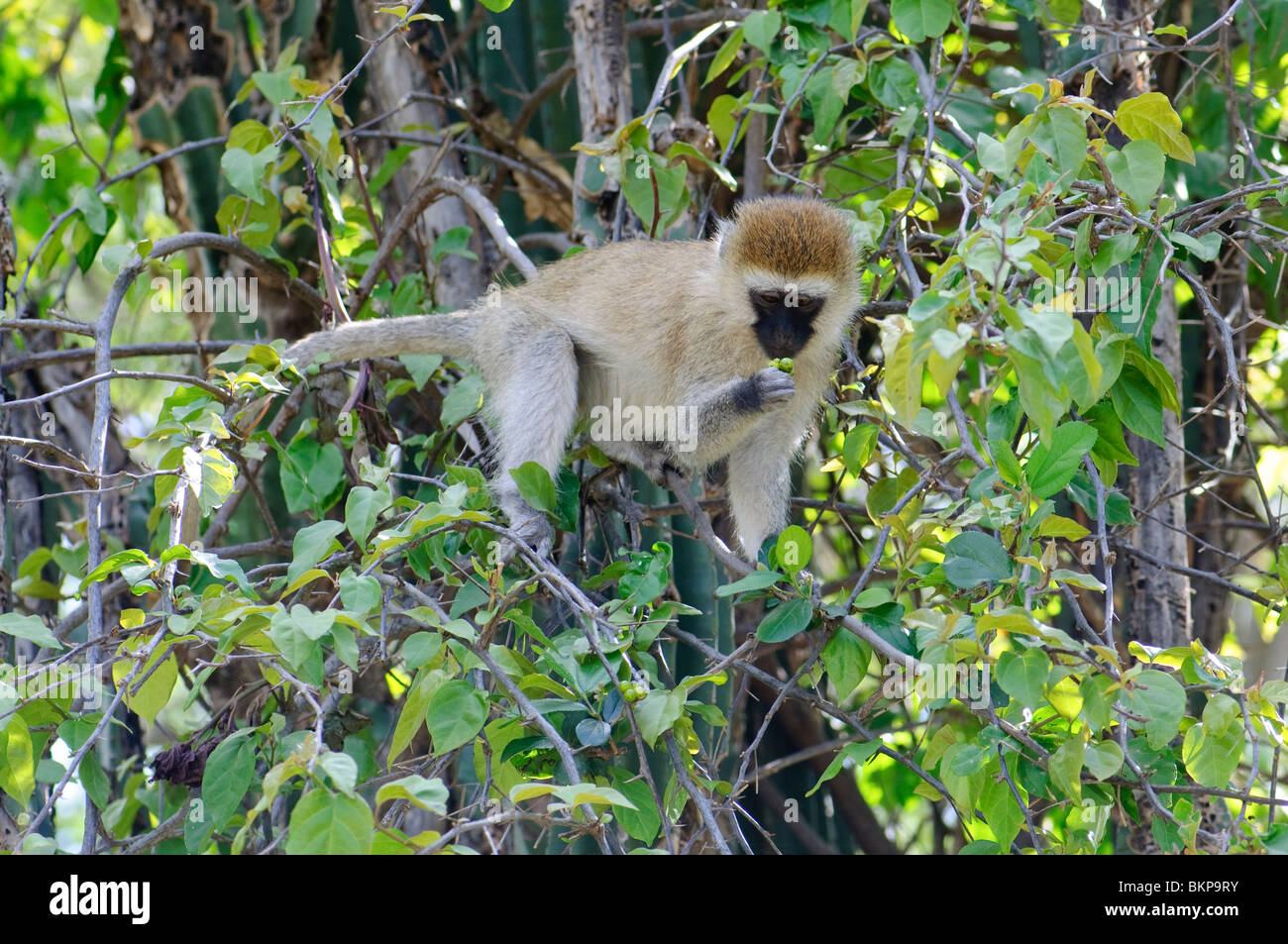 Vervet Affen in Aethiops pygerythrus Stockfoto