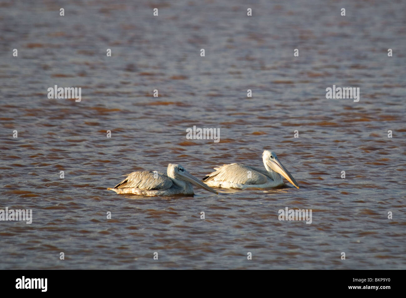 Rosa-backed Pelikane Pelecanus saniert Stockfoto