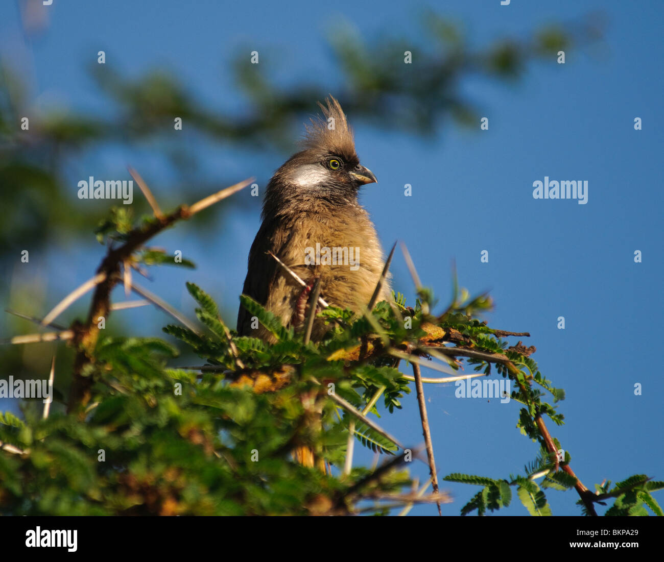 Gesprenkelte Mousebird Colius Striatus sitzen in einem dornigen Gebüsch Stockfoto