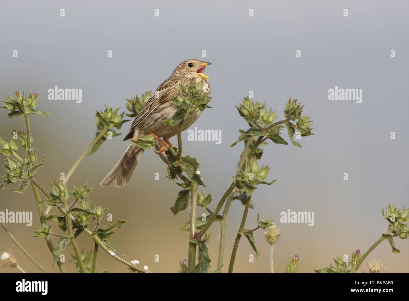 Grauwe Gors Zingend in Vegetatie; Corn Bunting Gesang in der vegetation Stockfoto