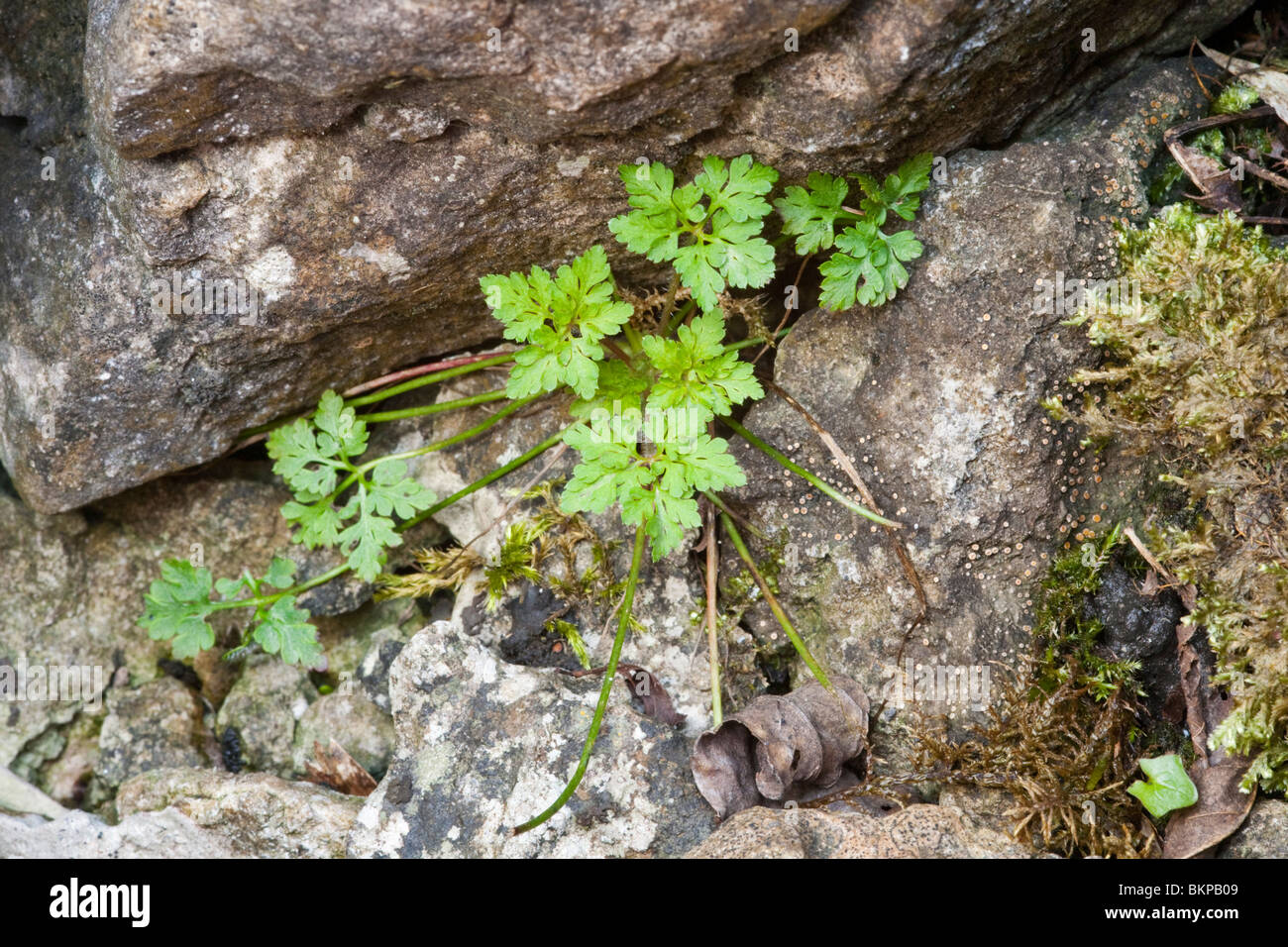 Herb Robert (Geranium Robertianum) im Kalkstein Pflaster Malham Cove in der Yorkshire Dales National Park, Uk Stockfoto