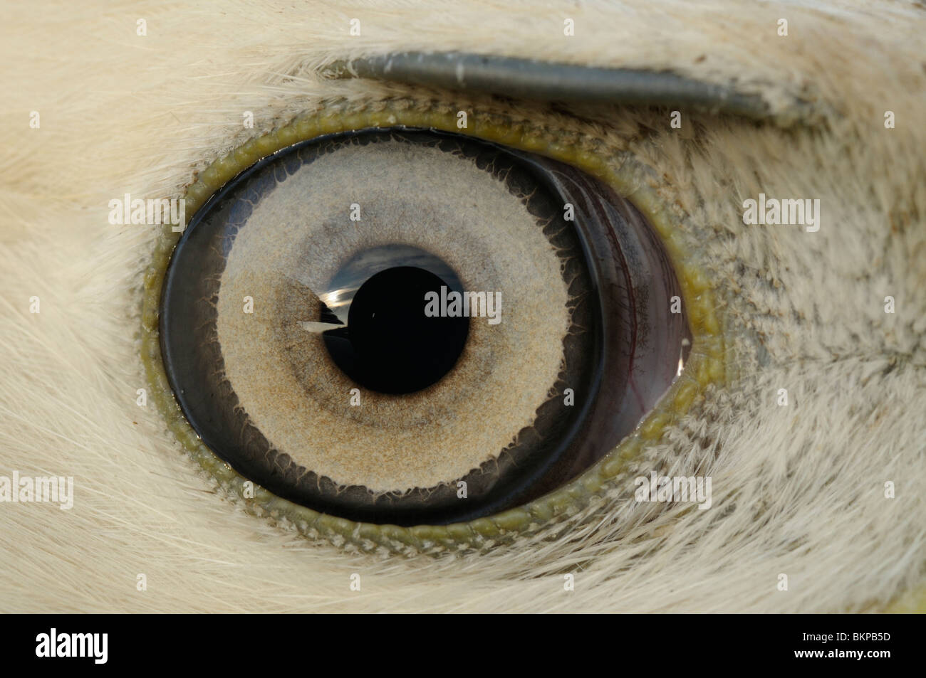 Detail des Auges eines ersten Winters Bussard (leichte Morph), fing für Streifenbildung Stockfoto