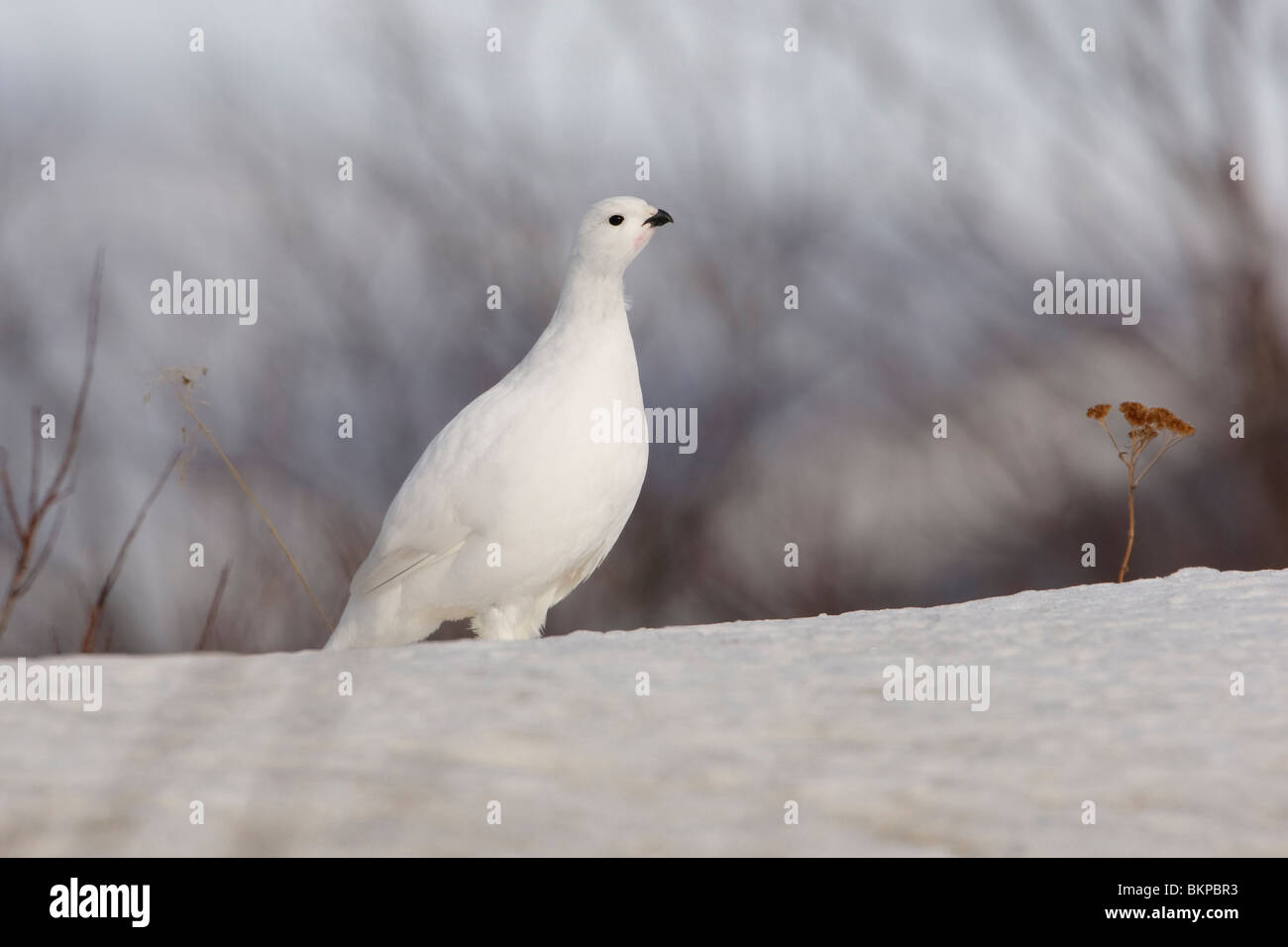 Neugierig; Nieuwsgierig Stockfoto