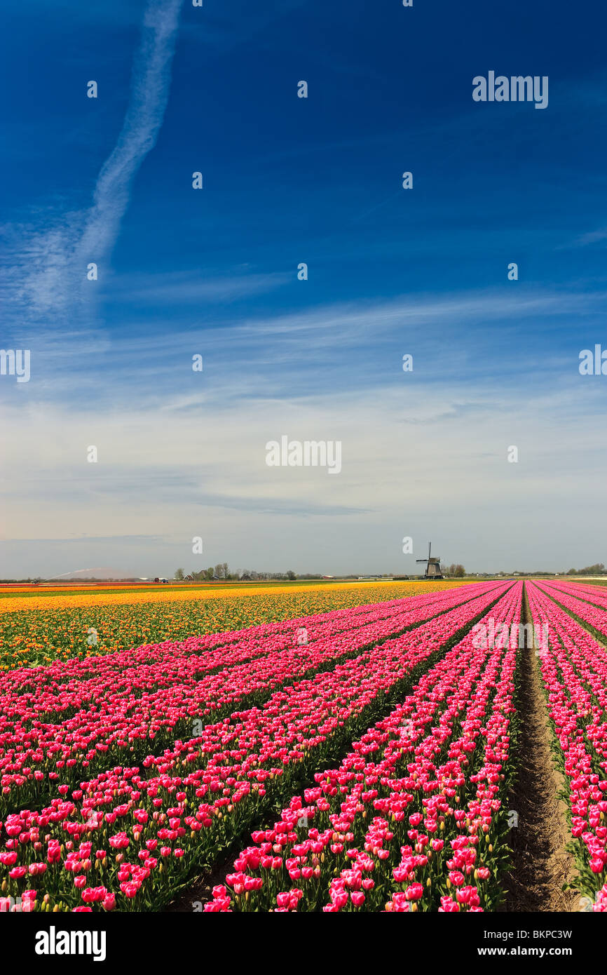 Blumen und Windmühlen aus Holland Stockfoto
