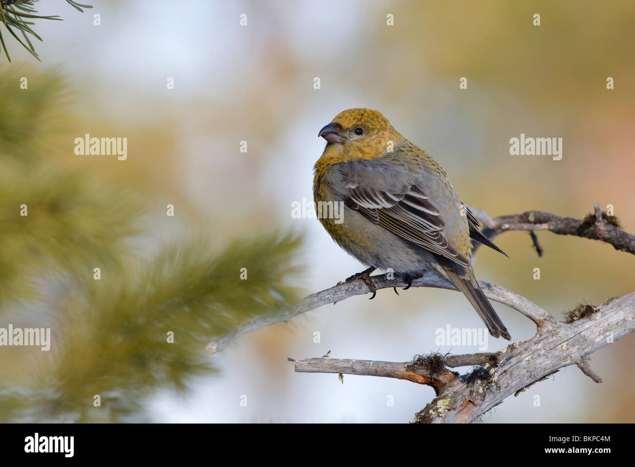 Im Baum; Im boom Stockfoto