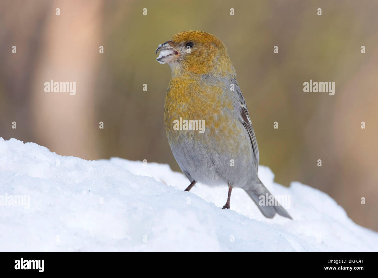 Schnee Essen; Werk etend Stockfoto