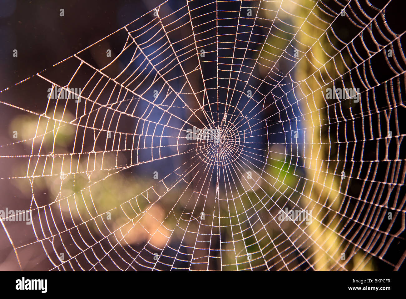 Spinnennetz im Wald Stockfoto