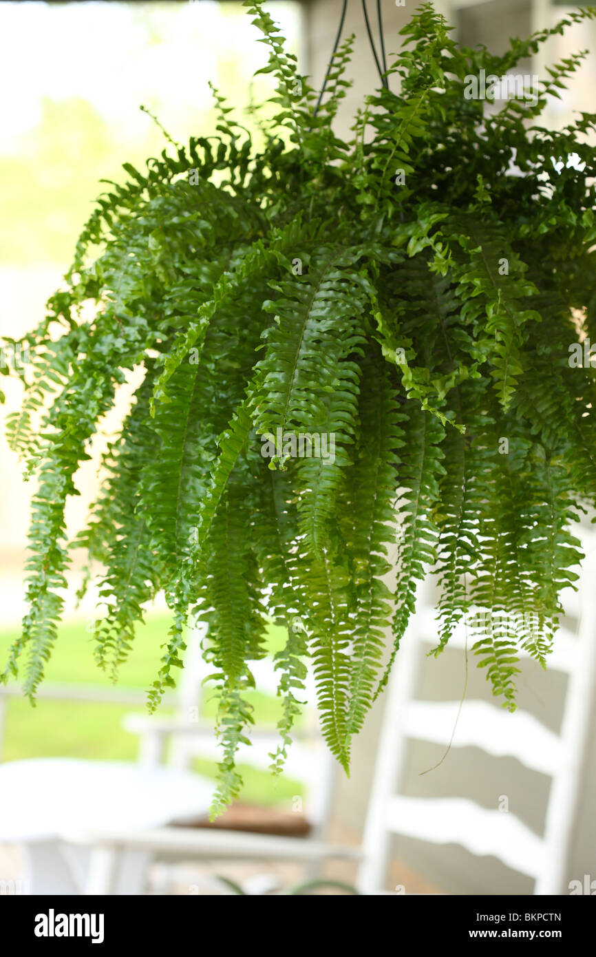 Farn, Zimmerpflanze Stockfotografie - Alamy