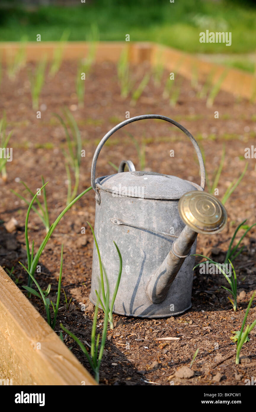 Ein Metall Gießkanne unter Frühlingszwiebeln in einem Gemüsegarten mit Hochbeeten UK Stockfoto