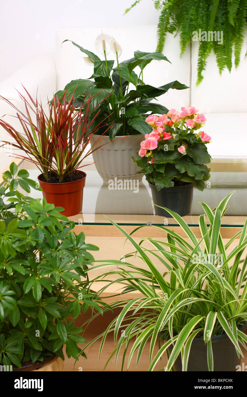 Gruppe von tropischen Zimmerpflanzen Stockfoto