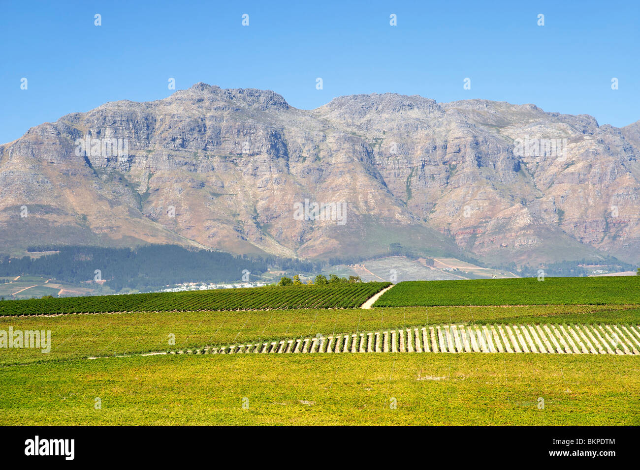 Blick über die Weinberge des Stellenbosch Distrikt, Provinz Westkap, Südafrika. Stockfoto