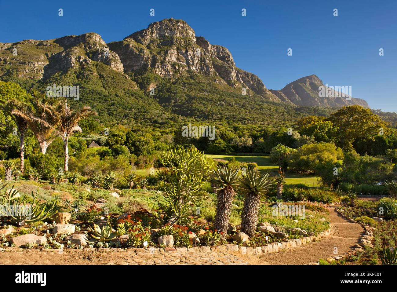 Ansicht der Kirstenbosch Botanical Gardens und die Rückseite der Tafelberg in Kapstadt, Südafrika. Stockfoto
