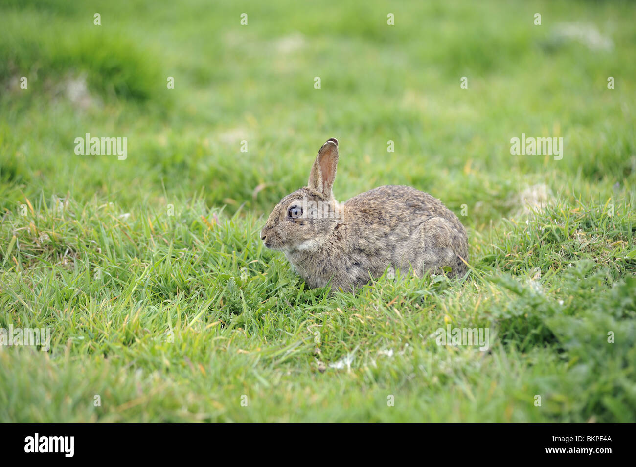 Europäische Kaninchen stehen im Rasen Stockfoto