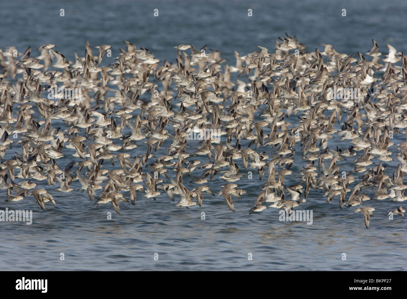 Große Gruppe von roten Knoten fliegen Stockfoto