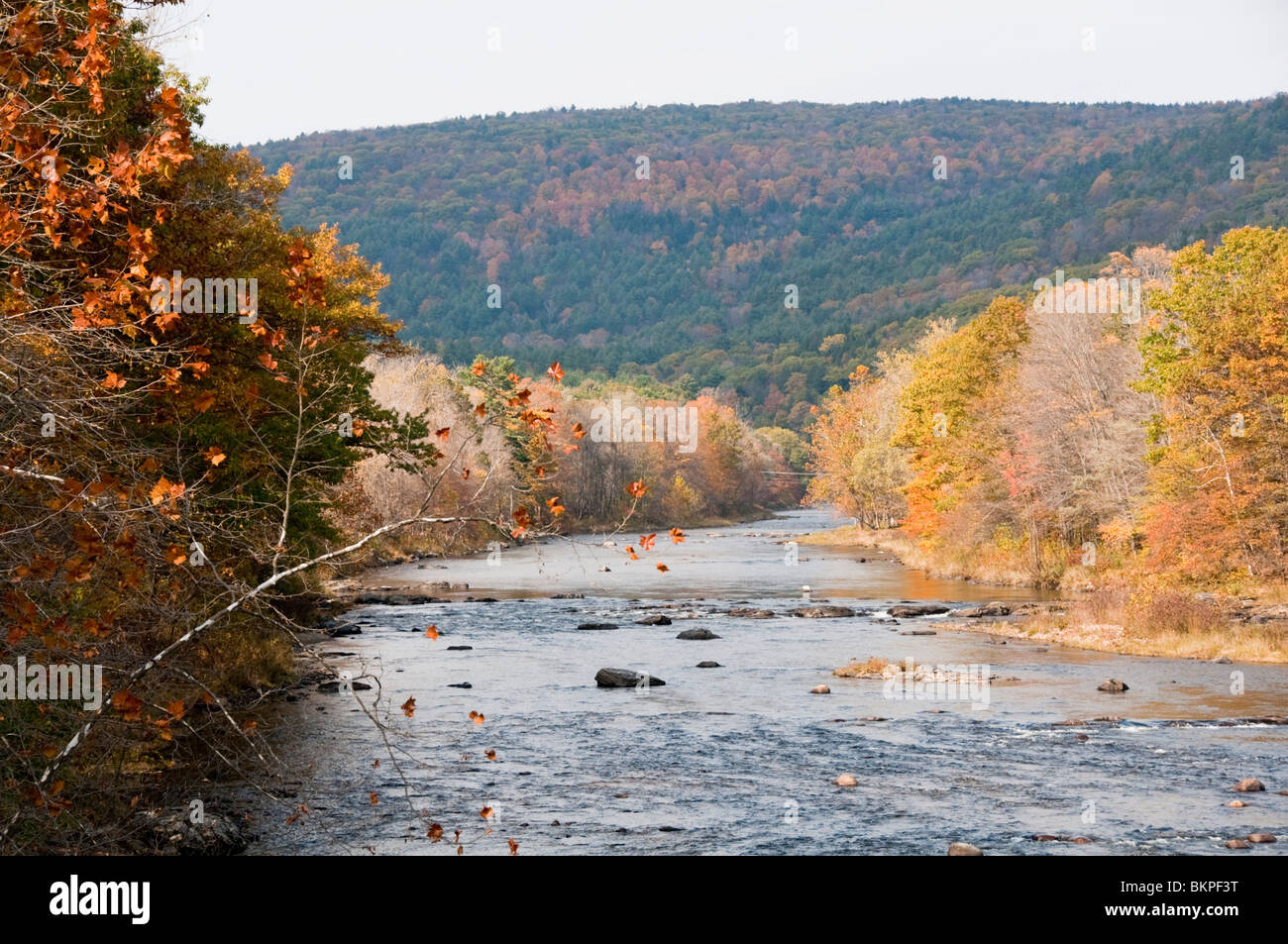 Connecticut River, Herbst Farbe, Farbe, Farben, Laub, Vermont, New England, USA Stockfoto