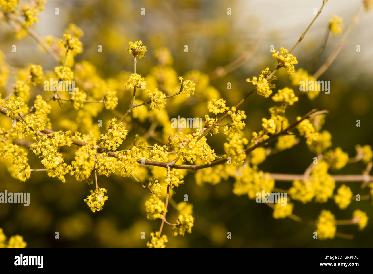 Cornelian Cherry, Hartriegel, Cornales, Cornus Mas, Europa, kaukasischen Bereich Stockfoto