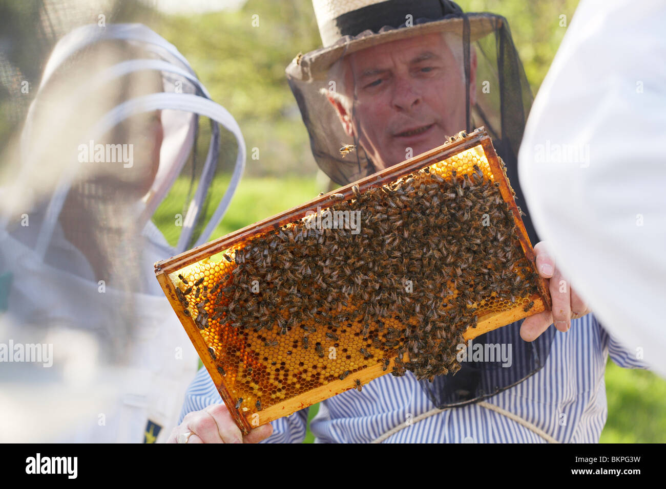 Imker, die Inspektion einer Bienenstock Frame, Dorset, England, UK Stockfoto