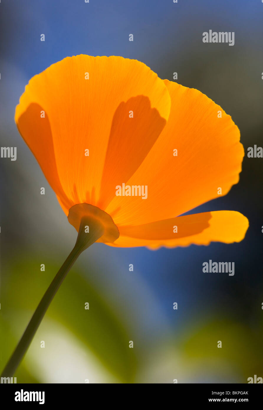 Mexikanische Poppy Orange Blüte als von unten gesehen. Stockfoto