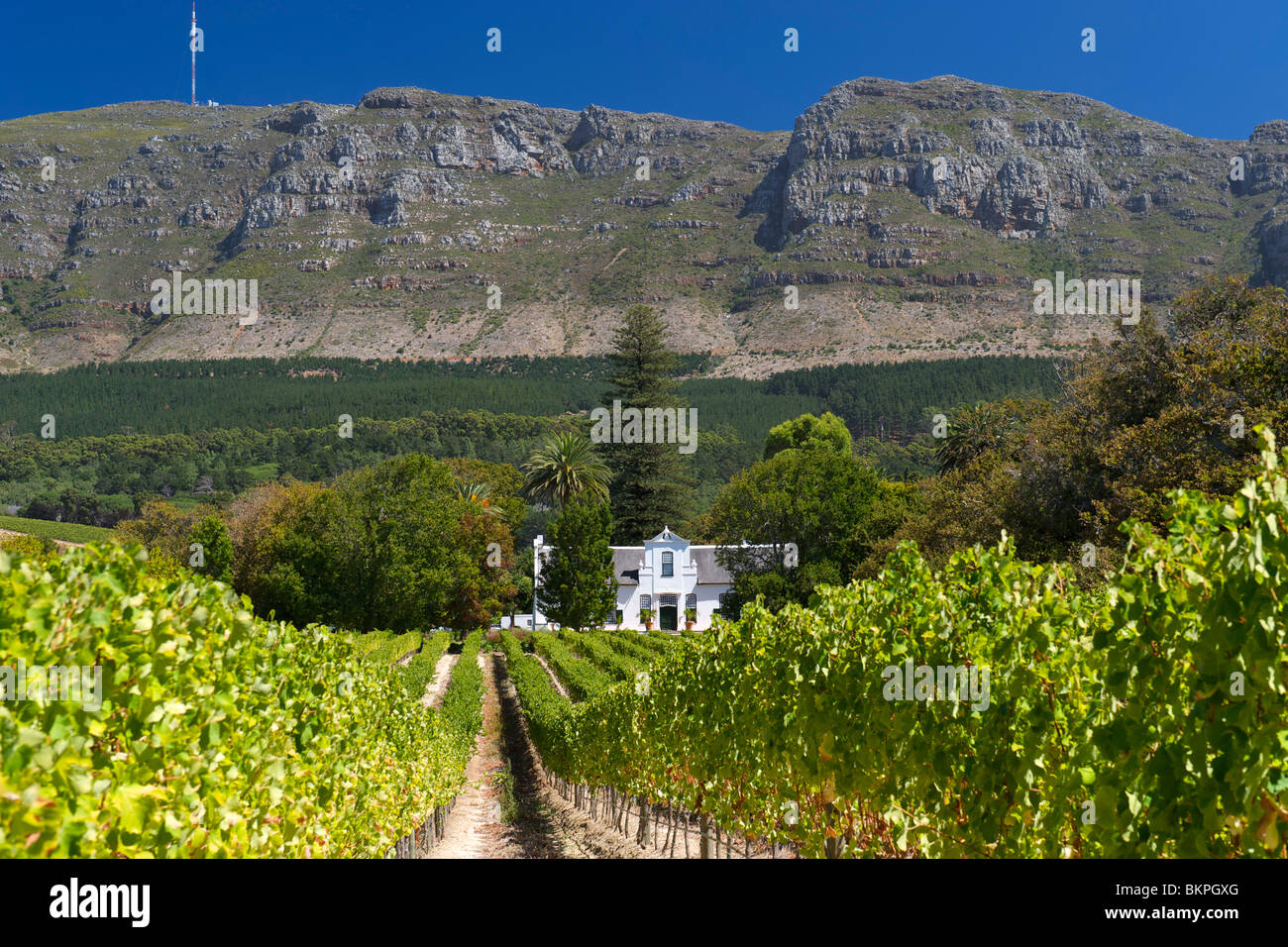 Blick auf das Herrenhaus und die Weinberge im Buitenverwagting Wine Estate in Constantia, Kapstadt, Südafrika. Stockfoto