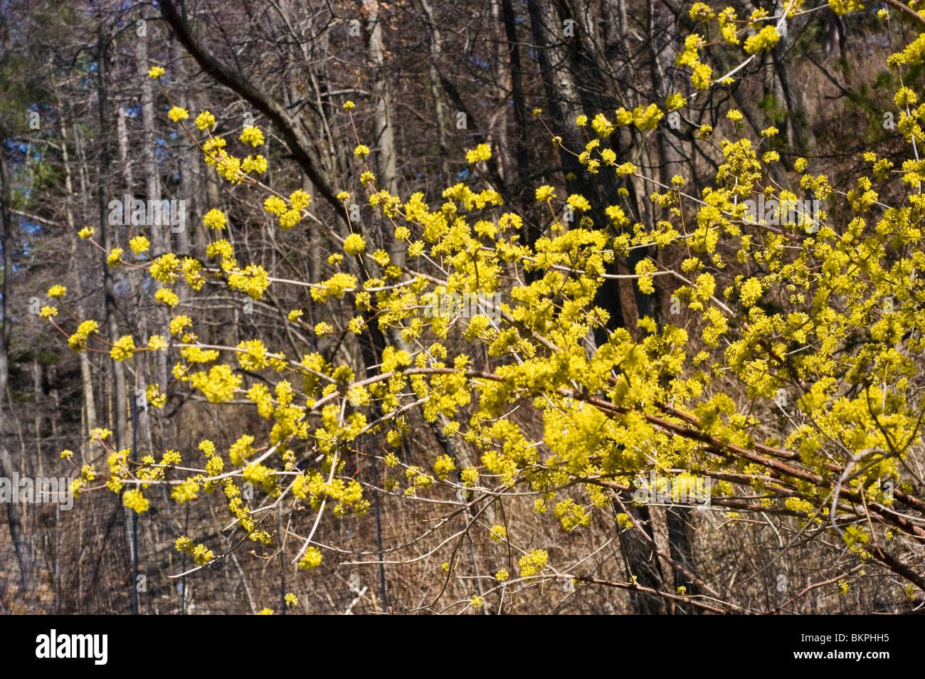 Frühlingsblumen von gemeinsamen Hartriegel, Bloodtwig Hartriegel, Cornus sanguineaund, Winter Feuer, gelb Dogberries. Dereń świdwa, Europa Stockfoto