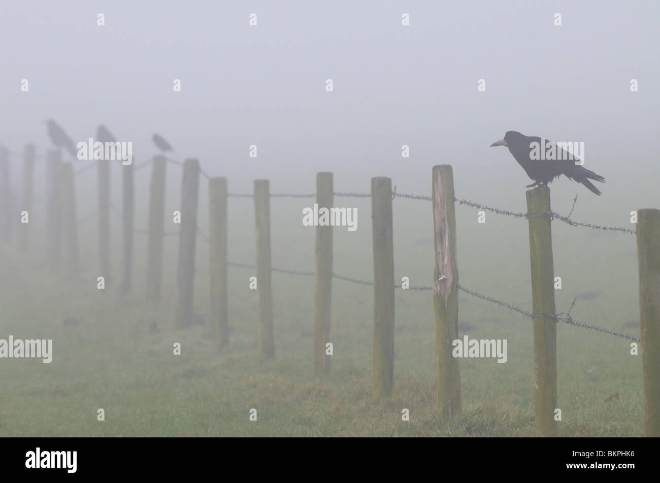 Roek Op Rij Houten Paaltjes in de Nebel; Turm thront auf einem Holzstab im Nebel Stockfoto