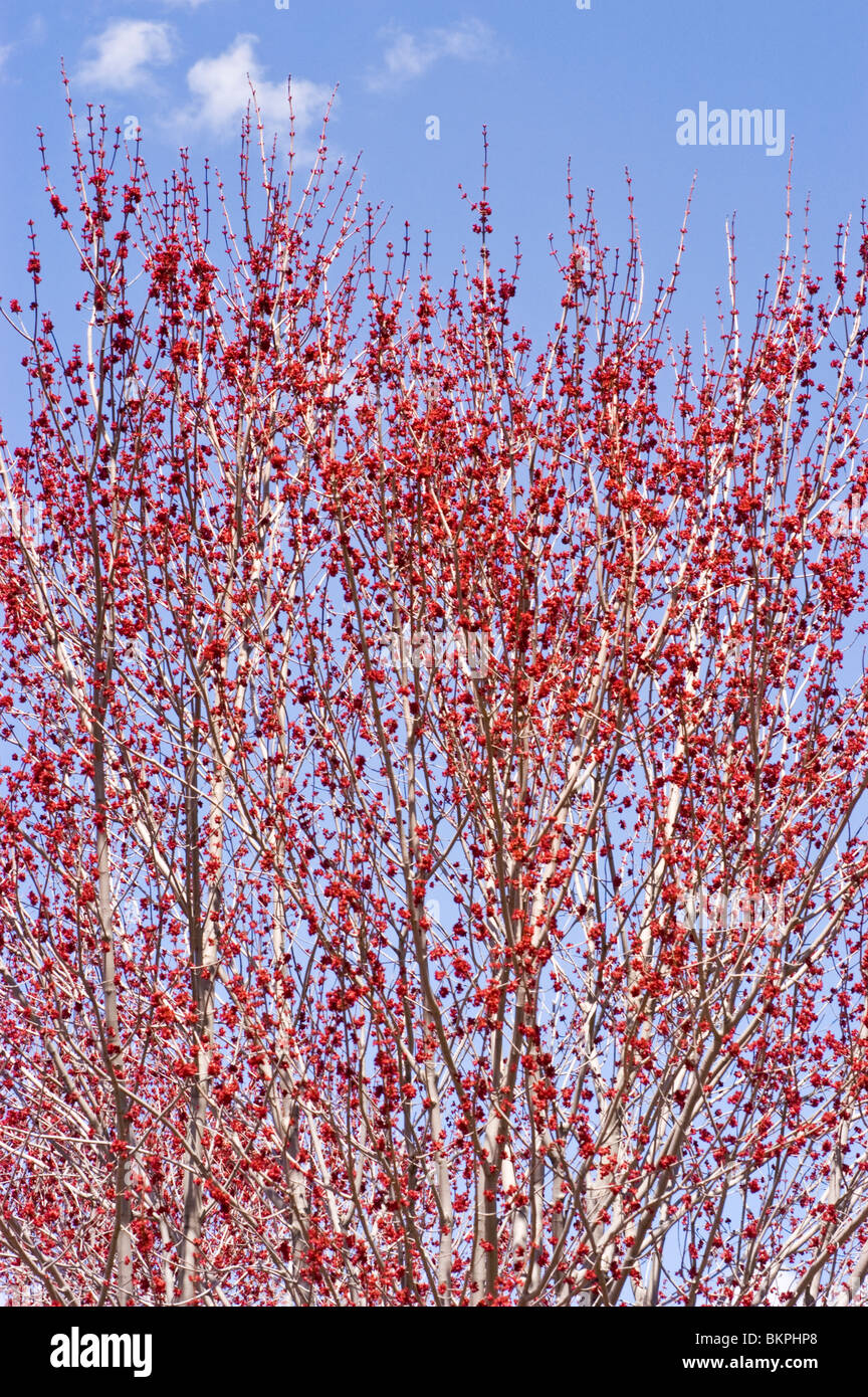 Rote Feder Knospen der rot-Ahorn, Acer Rubrum 'Franksred' Red Sunset Stockfoto