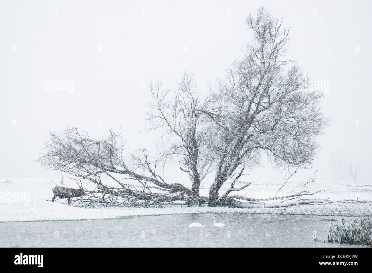 Hirsche im Schnee driftet. Stockfoto