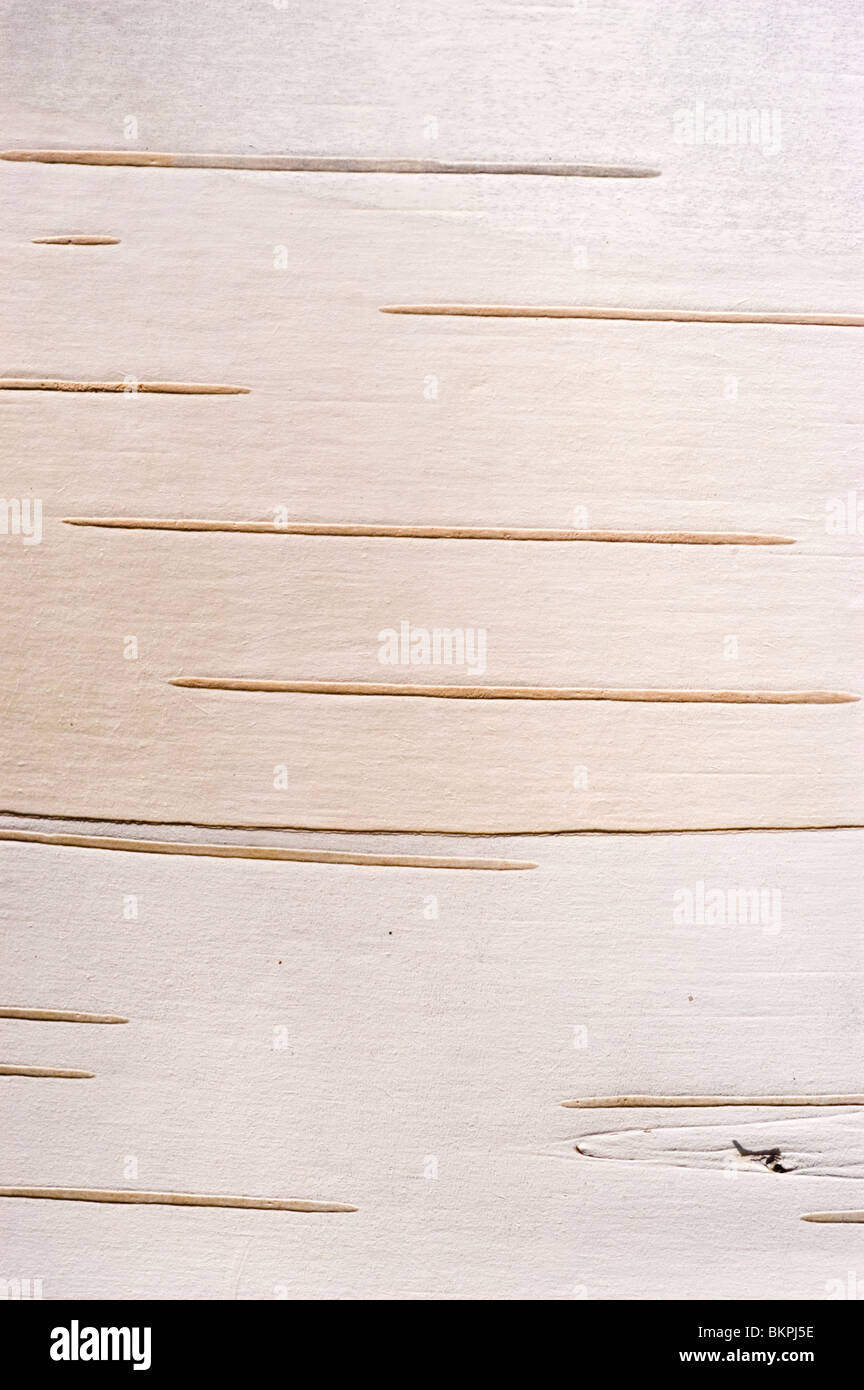 Weiße Rinde der Papier-Birke, Betula Papyrifera American White Birch, Kanu-Birke, betulaceae Stockfoto