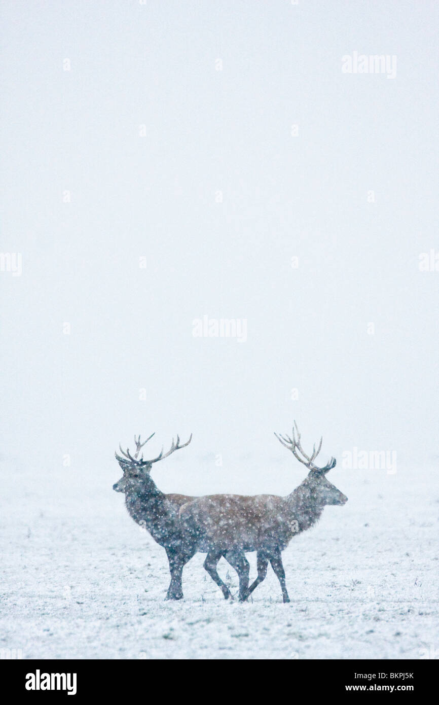 Edelhert in Eindeloze Witte Sneeuwvlakte in de Oostvaardersplassen. Rothirsch in endlosen Schnee Ebenen. Stockfoto