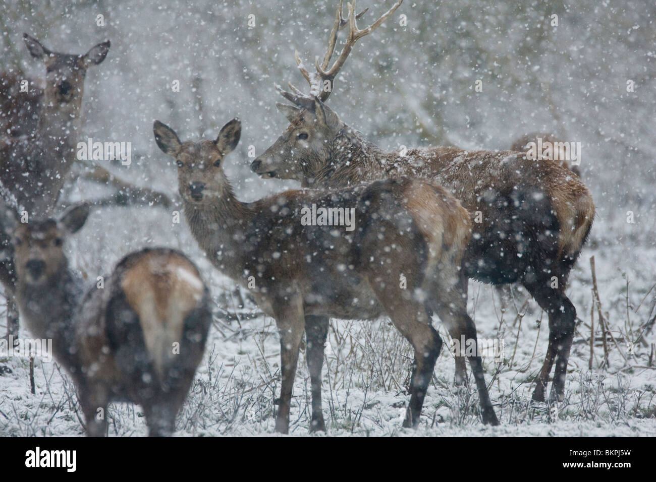 Edelhert in Eindeloze Witte Sneeuwvlakte in de Oostvaardersplassen. Rothirsch in endlosen Schnee Ebenen. Stockfoto